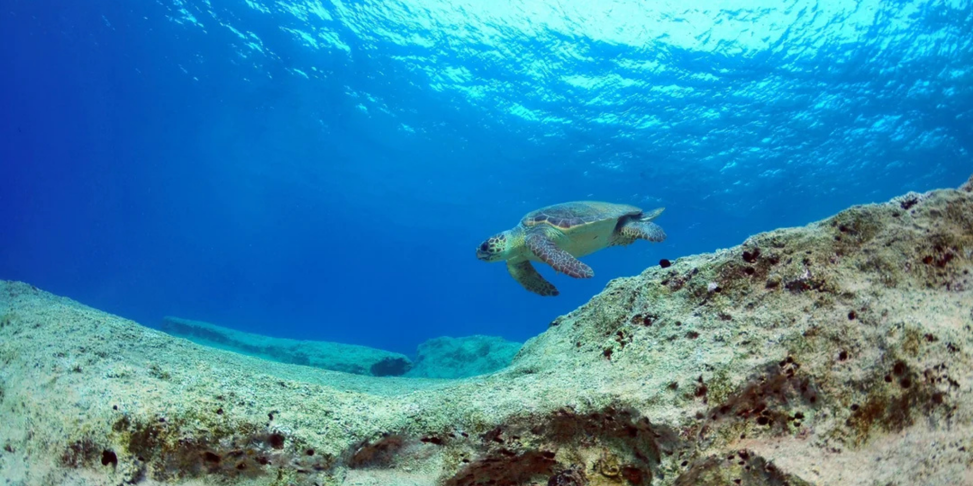 Akdeniz sahillerinde yuvalayan caretta caretta deniz kaplumbağaları