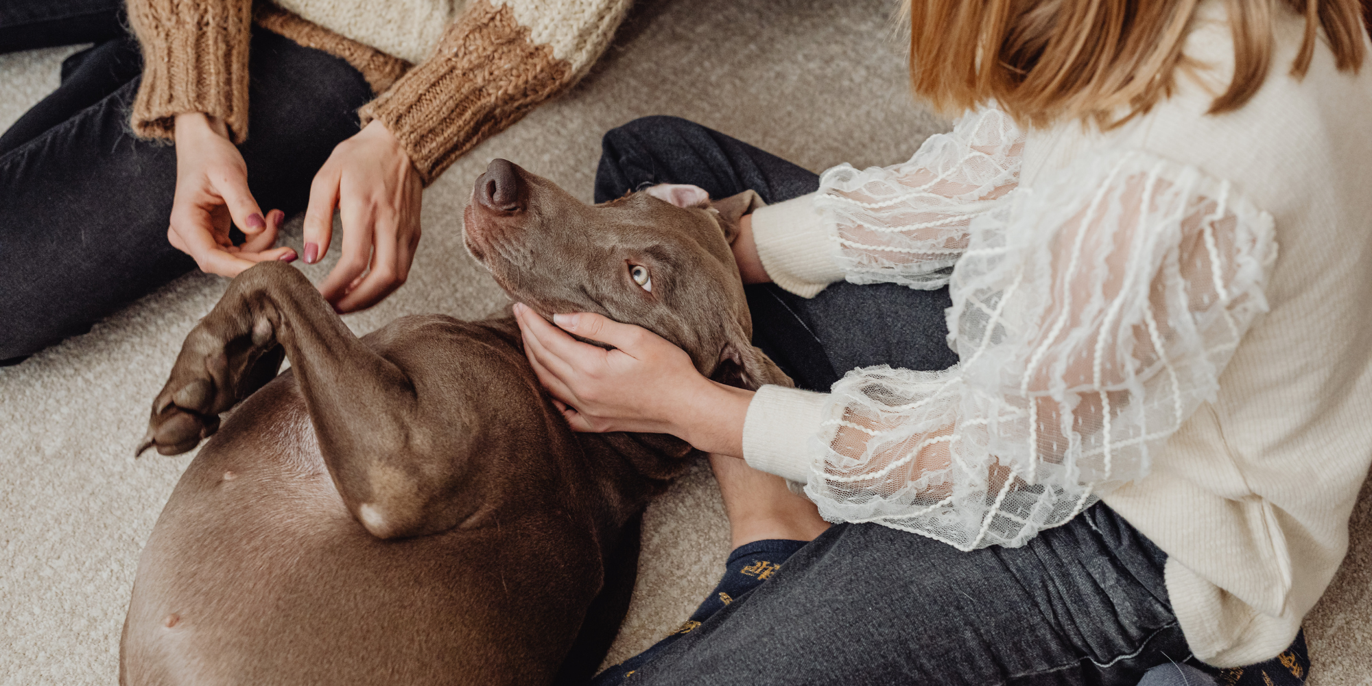 köpek patisi temizliği ve doğal köpek bakımı