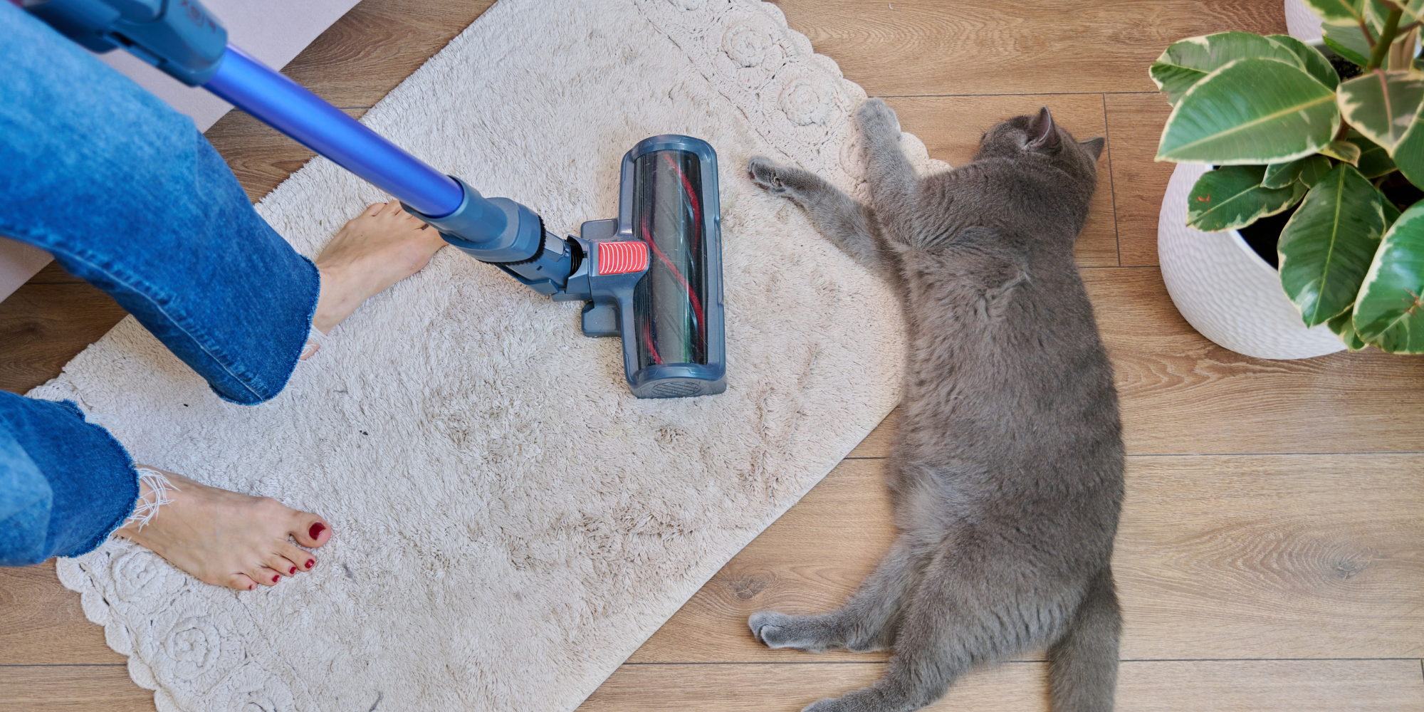 kedi bulunan evde halı ve zemin temizliği