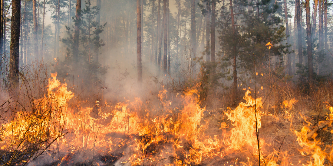 orman yangınlarını önleme ve doğayı koruma bilinci